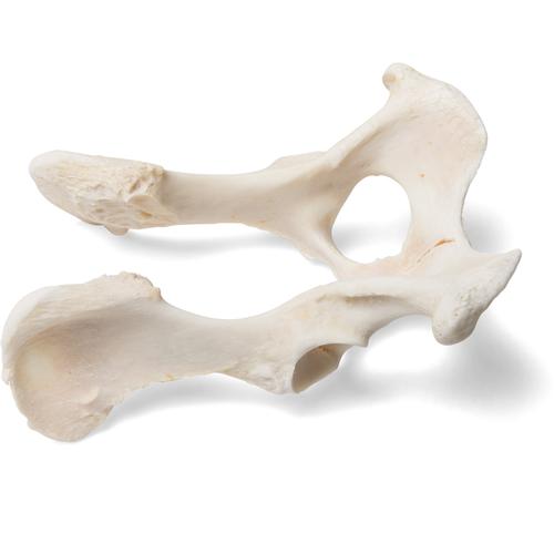Собака (Canis lupus familiaris), таз, 1021062 [T30065], Кости и скелеты животных