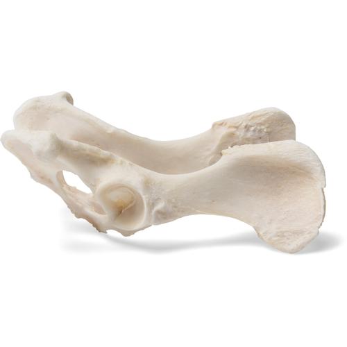 Собака (Canis lupus familiaris), таз, 1021062 [T30065], Кости и скелеты животных
