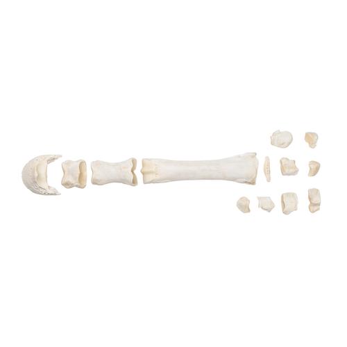 Huesos del metacarpo de caballo, 1021067 [T30068], Osteología