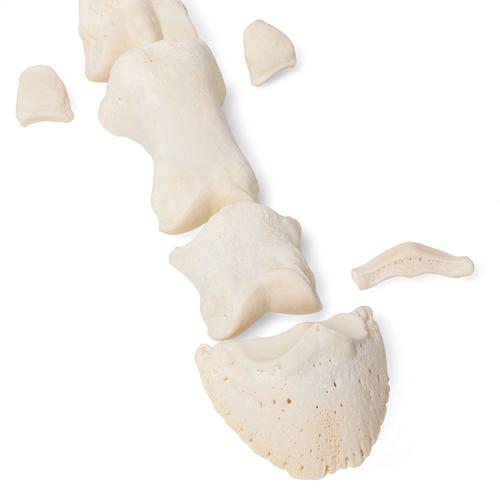 Huesos del metatarso de Caballo, 1021068 [T30069], Osteología