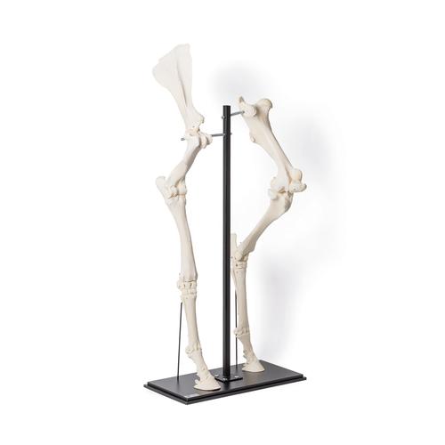 horse skeleton leg