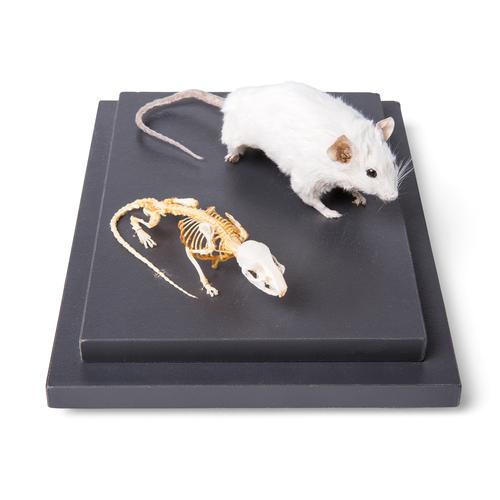 Мышь и скелет мыши (Mus musculus) под стеклянным колпаком, препарат, 1021039 [T310011], Грызуны (Rodentia)