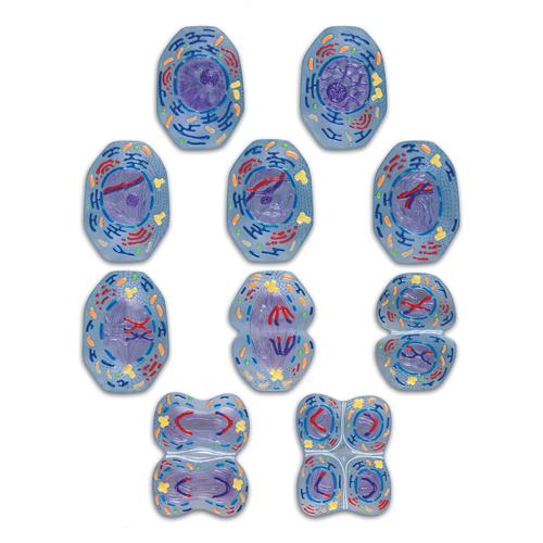 Meiosis Interactive STICKYchart™, V12051SI, Mitosis y Meiosis