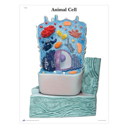 The Animal Cell STICKYchart™, V1R04S, Citogenética
