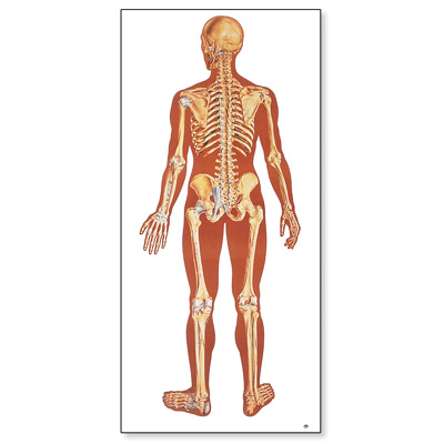 Le squelette humain, avec ligaments, vue dorsale, 1000012 [V2002M], système Squelettique