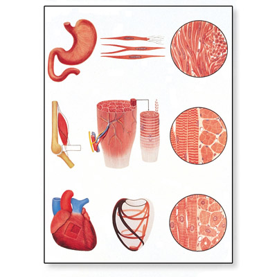 Мышечная ткань, 1001212 [V2052M], Плакаты по мышечной системе