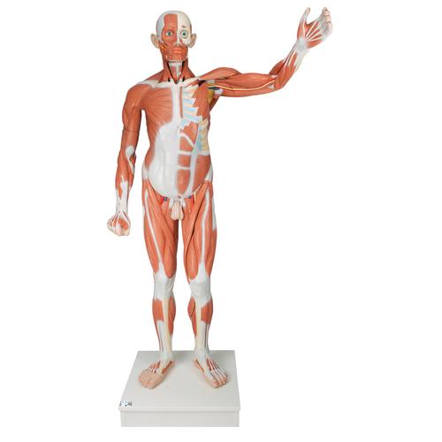 Figura muscular masculina de tamaño natural, desmontable en 37 piezas, 1001235 [VA01], Modelos de Musculatura