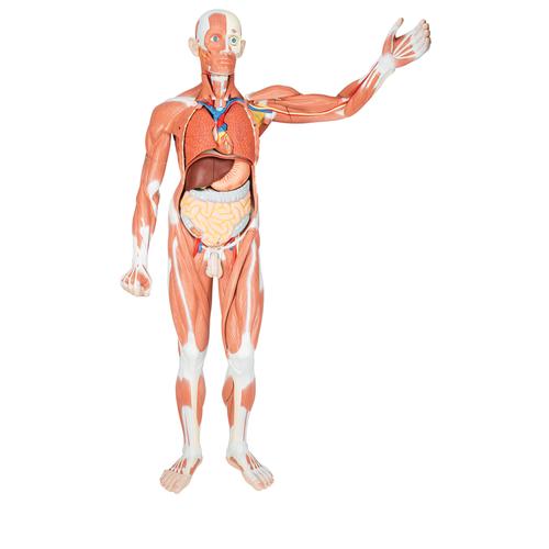 Life-Size Human Male Muscular Figure, 37 part, 1001235 [VA01], Muscle Models