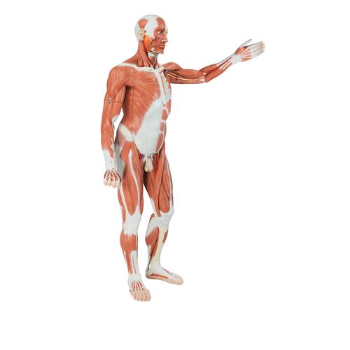 Мужская фигура с мышцами, в натуральную величину, 37 частей - 3B Smart Anatomy, 1001235 [VA01], Модели мускулатуры человека и фигуры с мышцами