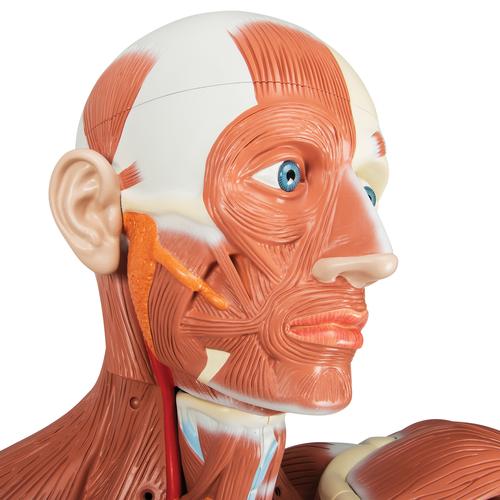 Figura muscular masculina de tamaño natural, desmontable en 37 piezas, 1001235 [VA01], Modelos de Musculatura