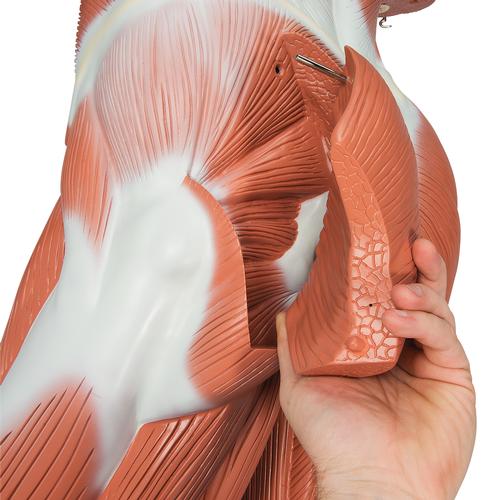 Life-Size Human Male Muscular Figure, 37 part, 1001235 [VA01], Muscle Models