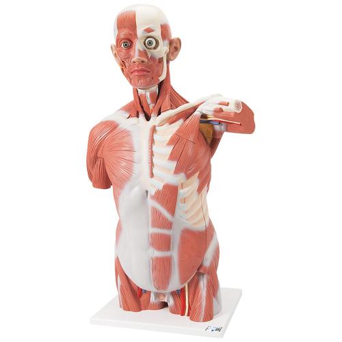 실물크기 상반신 근육모형, 27파트 Life-Size Human Muscle Torso Model, 27 part, 1001236 [VA16], 근육 모델