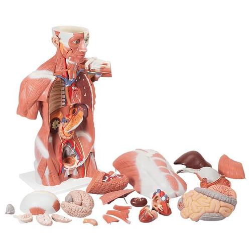 Life-Size Human Muscle Torso Model, 27 part, 1001236 [VA16], Muscle Models