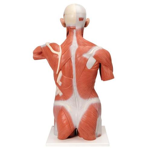 Торс с мышцами, в натуральную величину, 27 частей - 3B Smart Anatomy, 1001236 [VA16], Модели мускулатуры человека и фигуры с мышцами