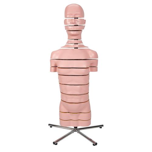 MRI 횡단면 상반신 모형 MRI Torso Model with 15 Transverse Sections, 1001237 [VA20], 인체 상반신 모형