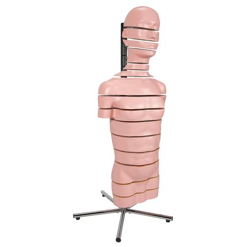 MRI 횡단면 상반신 모형 MRI Torso Model with 15 Transverse Sections, 1001237 [VA20], 인체 상반신 모형