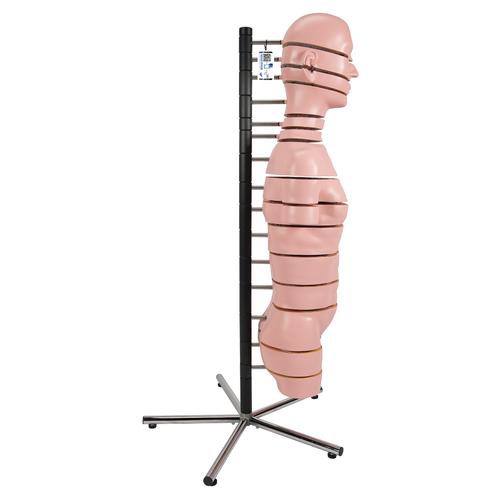 Torso Modell mit 15 Schnittebenen, 1001237 [VA20], Torsomodelle