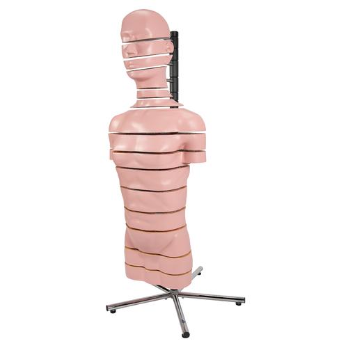 MRI 횡단면 상반신 모형 MRI Torso Model with 15 Transverse Sections, 1001237 [VA20], 인체 상반신 모형