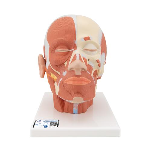 Head Musculature Model, 1001239 [VB127], Head Models