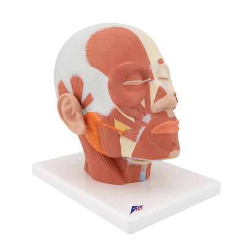 Head Musculature Model, 1001239 [VB127], Head Models