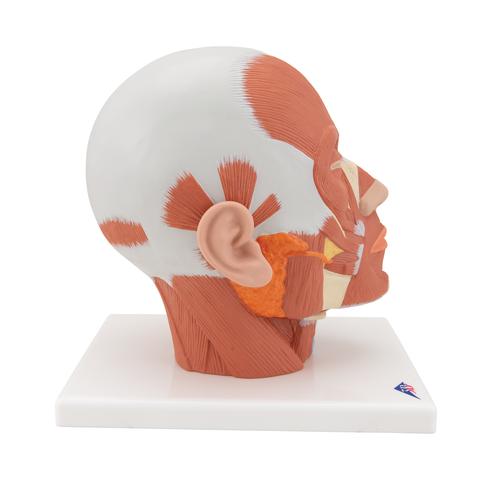 Head Musculature Model, 1001239 [VB127], Head Models