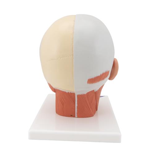 Head Musculature Model, 1001239 [VB127], Head Models