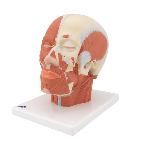 Head Musculature Model, 1001239 [VB127], Head Models