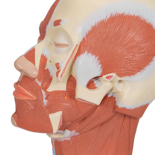 Head Musculature Model, 1001239 [VB127], Head Models