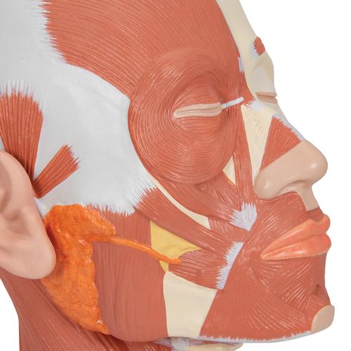 Head Musculature Model, 1001239 [VB127], Head Models