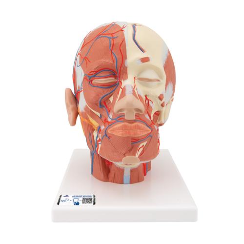 Head Musculature Model with Blood Vessels, 1001240 [VB128], Head Models