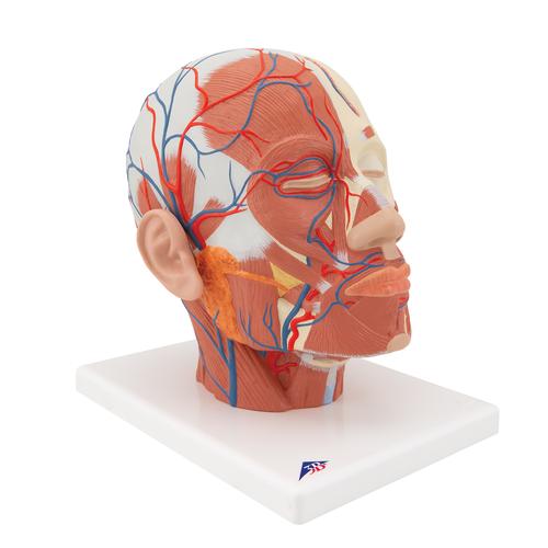 Head Musculature Model with Blood Vessels, 1001240 [VB128], Head Models