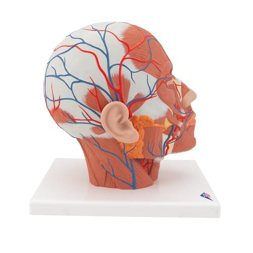 Head Musculature Model with Blood Vessels, 1001240 [VB128], Head Models