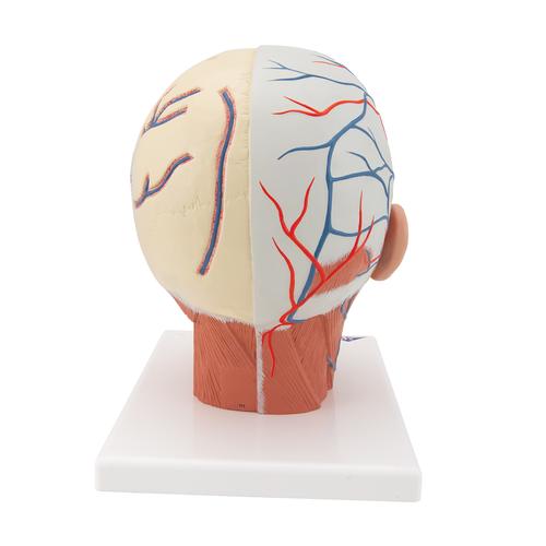 Head Musculature Model with Blood Vessels, 1001240 [VB128], Head Models