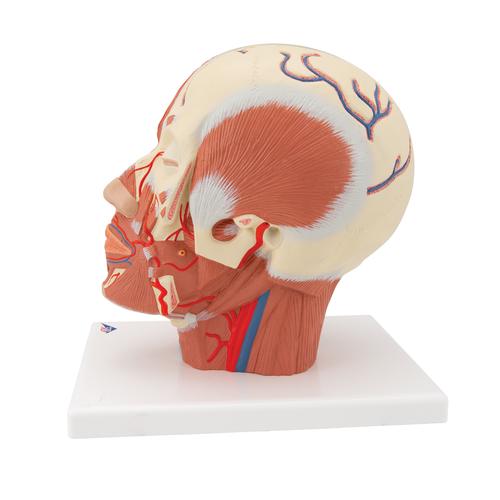 Head Musculature Model with Blood Vessels, 1001240 [VB128], Head Models