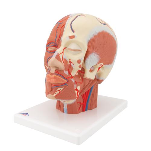 Head Musculature Model with Blood Vessels, 1001240 [VB128], Head Models