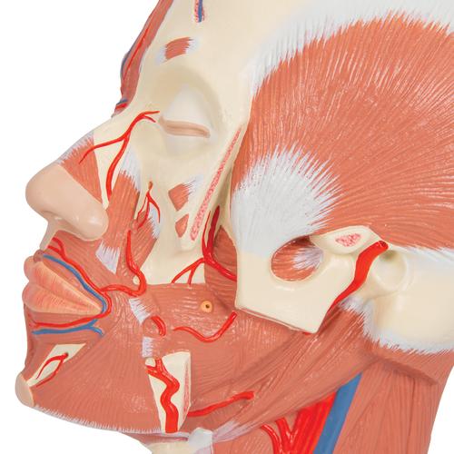 Musculatura de la Cabeza con Vasos Sanguíneos, 1001240 [VB128], Modelos de Cabeza