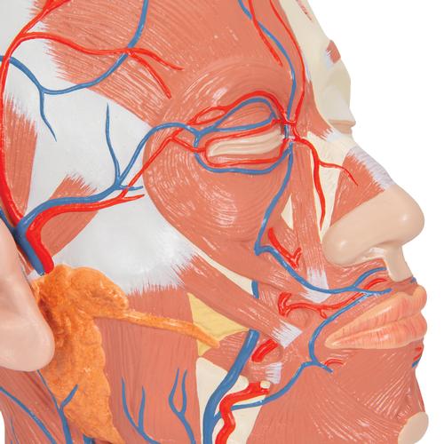 Musculatura de la Cabeza con Vasos Sanguíneos, 1001240 [VB128], Modelos de Cabeza