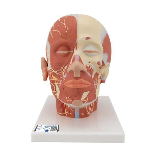 Head Musculature Model with Nerves, 1008543 [VB129], Head Models