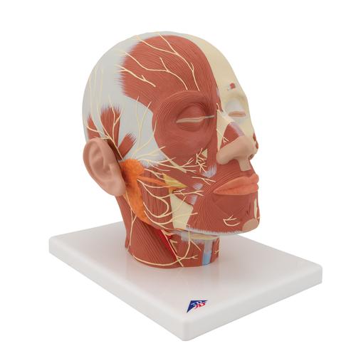 Head Musculature Model with Nerves, 1008543 [VB129], Head Models