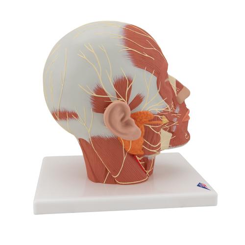 Head Musculature Model with Nerves, 1008543 [VB129], Head Models