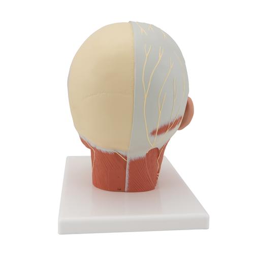 Head Musculature Model with Nerves, 1008543 [VB129], Head Models