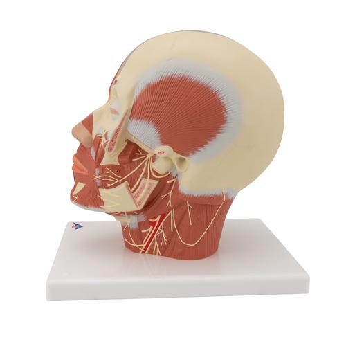 Head Musculature Model with Nerves, 1008543 [VB129], Head Models