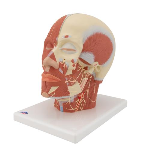 Head Musculature Model with Nerves, 1008543 [VB129], Head Models