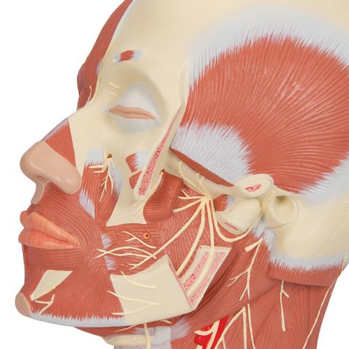 Head Musculature Model with Nerves, 1008543 [VB129], Head Models