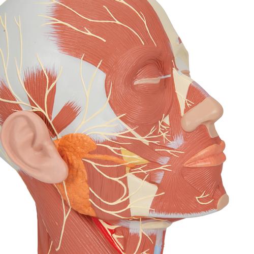 Head Musculature Model with Nerves, 1008543 [VB129], Head Models