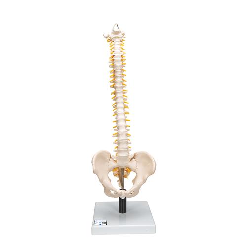 Flexible Human Spine Model with Soft Intervertebral Discs, 1008545 [VB84], Human Spine Models