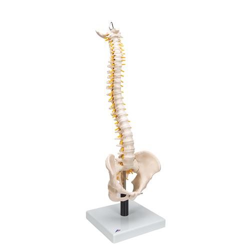 Flexible Human Spine Model with Soft Intervertebral Discs, 1008545 [VB84], Human Spine Models