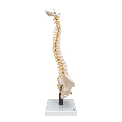 Flexible Human Spine Model with Soft Intervertebral Discs, 1008545 [VB84], Human Spine Models