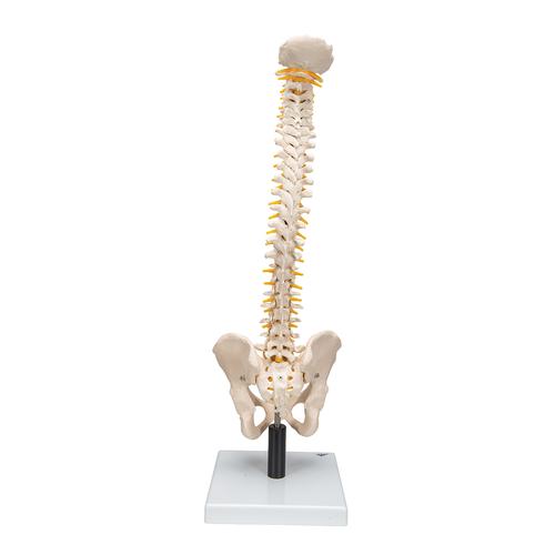 Flexible Human Spine Model with Soft Intervertebral Discs, 1008545 [VB84], Human Spine Models