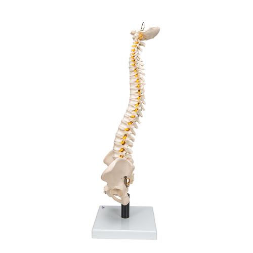 Flexible Human Spine Model with Soft Intervertebral Discs, 1008545 [VB84], Human Spine Models